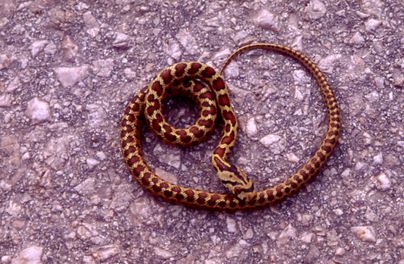 Vipera aspis hugy